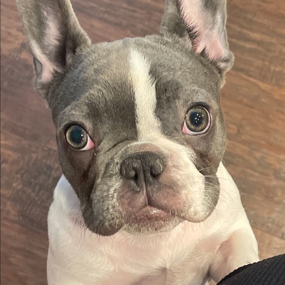 Meet your Posher, Michelle - Picture 4 of 6